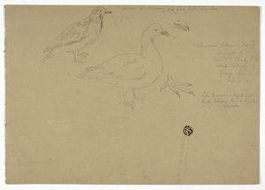 Schizzi di uccelli da Henry Stacy Marks