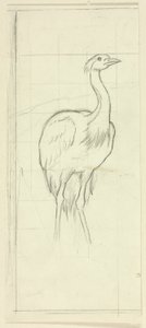 Uccello in piedi