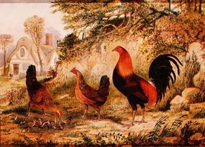 Gallo, Galline e Pulcini