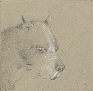 Testa e spalle di un cane boxer da Henry Thomas Alken