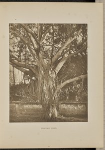 Albero di Banyan, con giovani steli di Aërial da Henry W. Cave