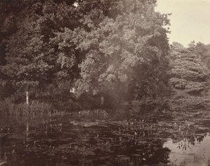 [Stagno nel parco, Surrey] da Henry White