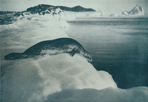 Una Foca di Weddell Pronta a Tuffarsi, c1911, 1913