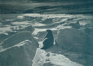 Una foca di Weddell sulla spiaggia