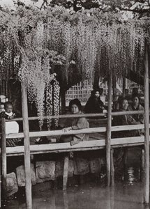 Un pergolato di glicine a Kameido da Herbert Ponting