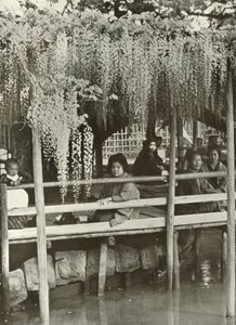 Un pergolato di glicine a Kameido da Herbert Ponting