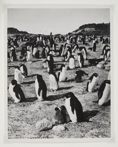 Pinguini Adelia a Cape Royds
