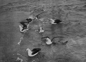 Albatros che Foraggiano al Seguito della Terra Nova, c. 1910-1913
