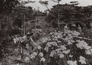 Nel giardino degli iris a Hori-kiri da Herbert Ponting