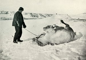 Cherry-Garrard che Dà al Suo Pony Michael una Rotolata nella Neve, c1911, 1913