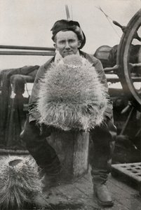 D. G. Lillie, con alcune delle spugne silicee, c1911, 1913 da Herbert Ponting