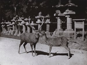 Cervo, uno studio a Nara