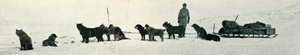 Cani con provviste pronti a lasciare Hut Point, c1911, 1913