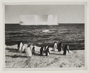 Iceberg alla deriva al largo di Cape Royds