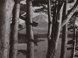 Fuji attraverso i pini
