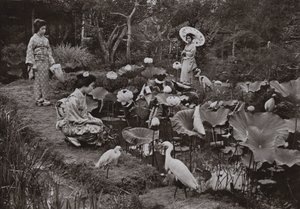 In un Giardino di Loto da Herbert Ponting