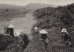 Giappone negli anni 1920: Raccolta del tè da Herbert Ponting