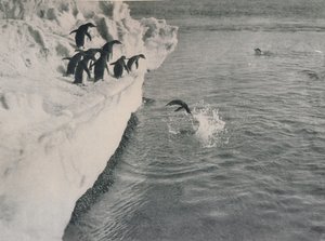 Pinguini che si tuffano, c1911, 1913 da Herbert Ponting