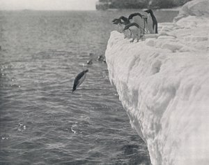 Pinguini che si tuffano, c1911, 1913