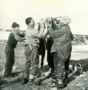 Pony prende whisky, 8 febbraio, 1911, 1913 da Herbert Ponting