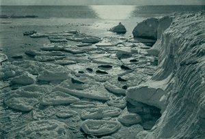 Foche che si crogiolano sul ghiaccio appena formato al largo di Cape Evans, c. 1910-1913, 1913 da Herbert Ponting