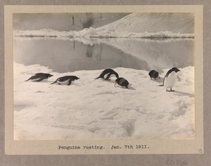 Sei pinguini di Adelia che riposano sul ghiaccio