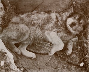 Stareek simulando malattia, c1910-1913, 1913 da Herbert Ponting