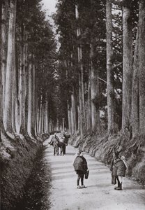 Il Viale delle Cryptomerie a Nikko