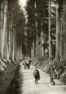 Le Cryptomerias a Nikko, 1910
