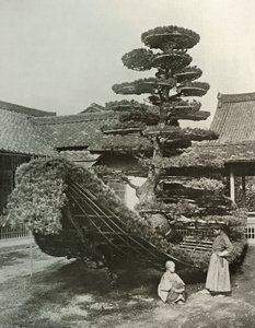 La Giunca del Pino a Kinkakuji da Herbert Ponting
