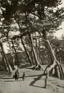 I pini di Shizu-Ura, 1910 da Herbert Ponting