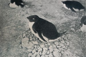 Questo pinguino ha un compagno laborioso, c1911, 1913 da Herbert Ponting
