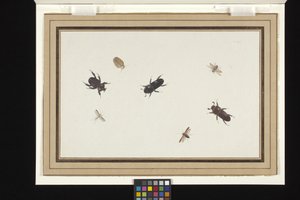 Studio Di Scarabei E Falene da Herman Henstenburgh