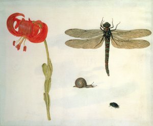 Studio di un giglio tigrato rosso, una lumaca, un coleottero e una libellula da Herman Henstenburgh