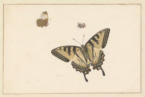 Tre farfalle