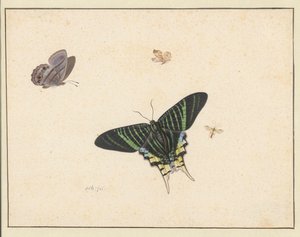 Tre farfalle e una vespa o mosca da Herman Henstenburgh