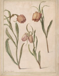 Studio di tre fritillarie, 1683