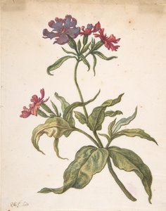 Studio di un garofano rosso Lychnis hirsuta, 1680 da Herman Saftleven the Younger