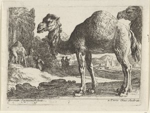 Cammelli da Herman van Swanevelt
