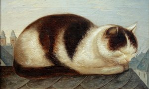 Gatto