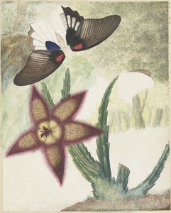Due farfalle e un fiore giallo-viola a cinque petali da Hermanus de Wit
