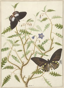 Due farfalle esotiche su un cespuglio in fiore da Hermanus de Wit