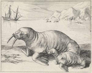Tricheco a Spitsbergen da Hessel Gerritsz