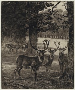 Cervi nel parco di Windsor da Heywood (after) Hardy