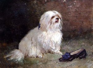 Un Terrier Maltese