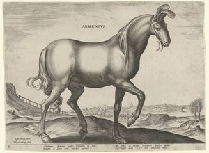 Cavallo d