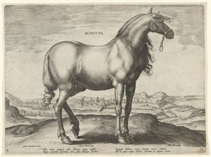 Cavallo dalla Grecia (Achivus)
