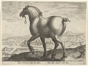 Cavallo della Sassonia