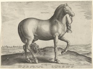 Cavallo dalla Sicilia