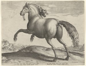 Cavallo di Spagna (Hispanus Alter)
